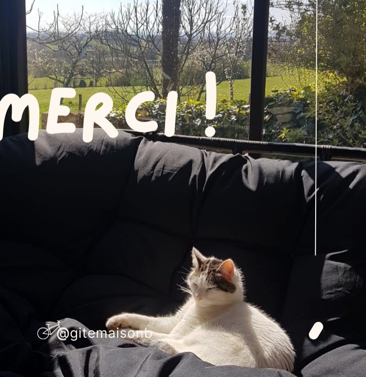 Philippe, la chatte de la maison